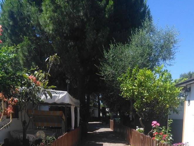 Capo lena
