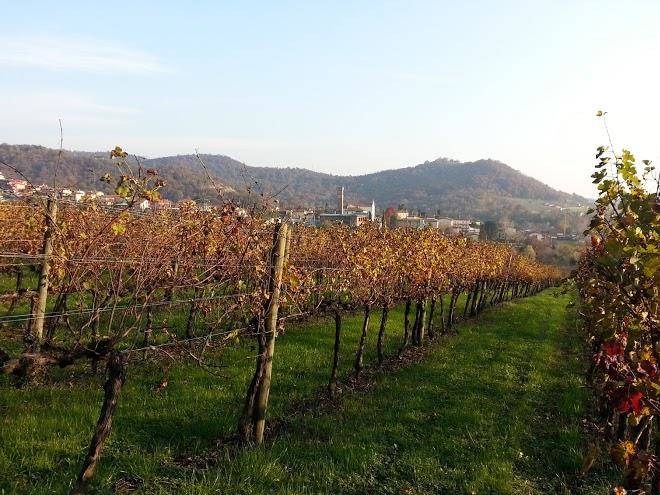 Azienda Vitivinicola E Agrituristica La Tordela Image