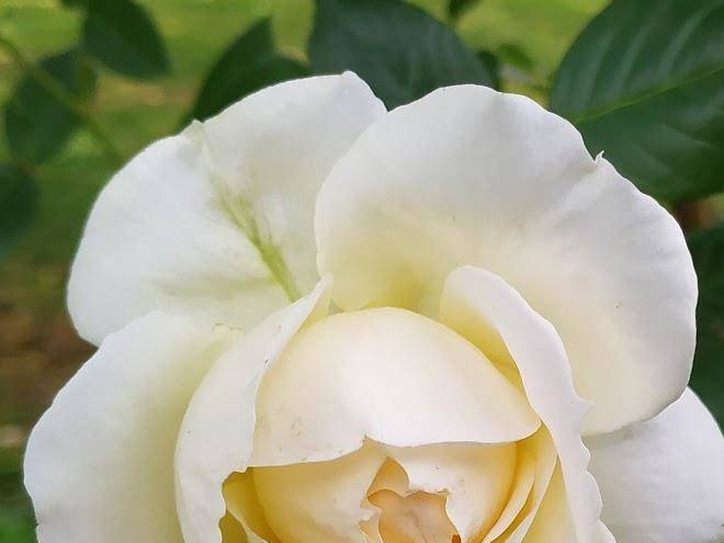 Il posto delle rose