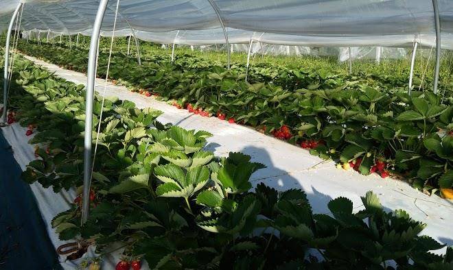 Azienda agricola le caselle di goffi p a gianbattista