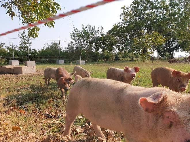 Riseria e agriturismo il galeotto