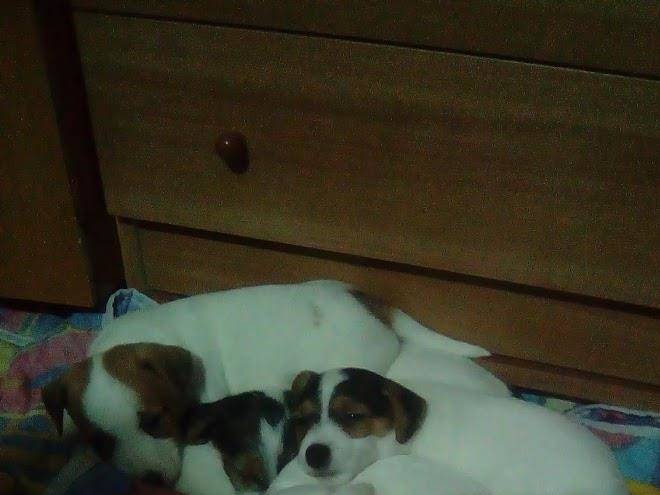 Bed and breakfast al12