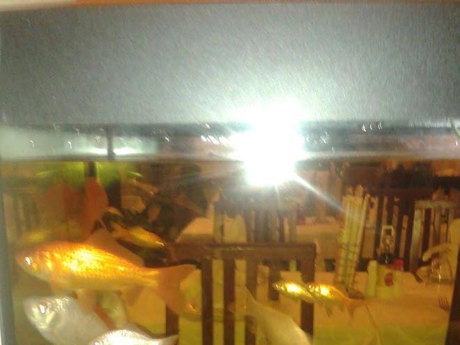 Hotel Albergo Amalfi Image