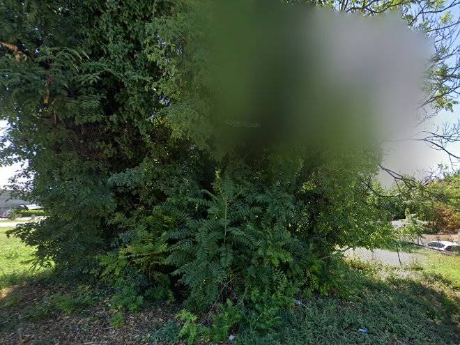 La Stanza Nel Bosco Image