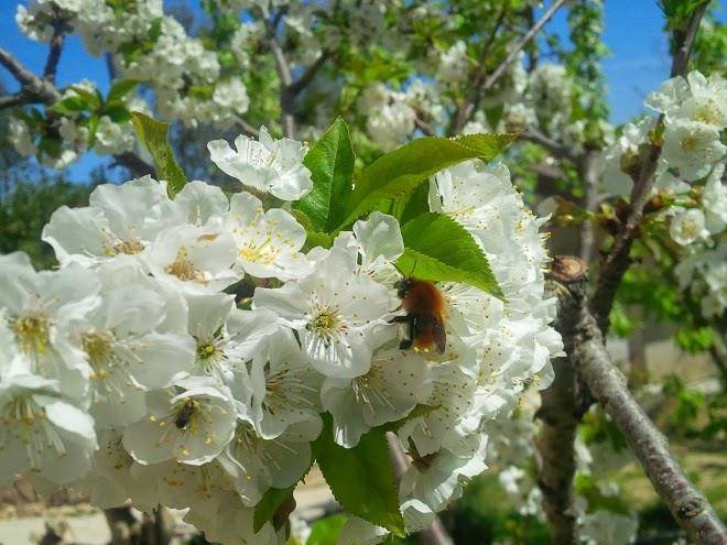 Il giardino degli incanti