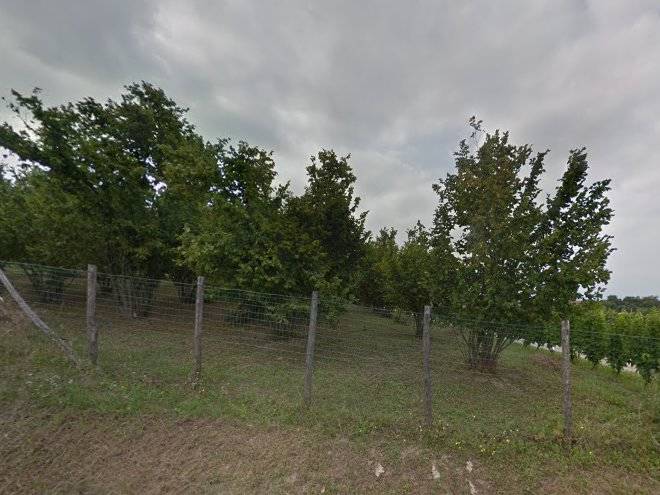 Cascina gatt russ