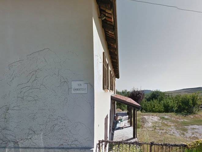 Il caprifoglio neviglie