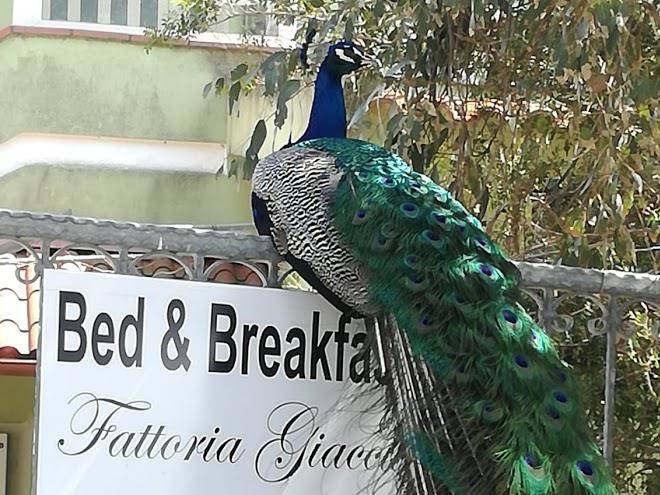 B&b fattoria giaccu