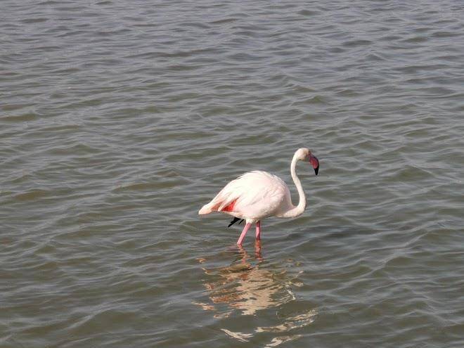 I fenicotteri rosa