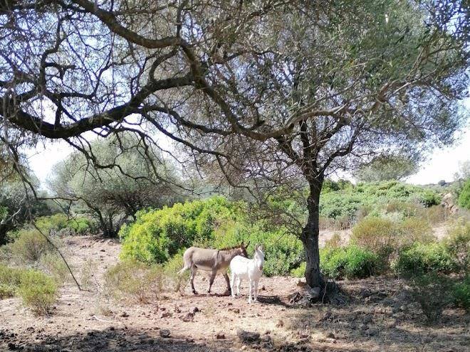 Azienda agrituristica su nuragheddu