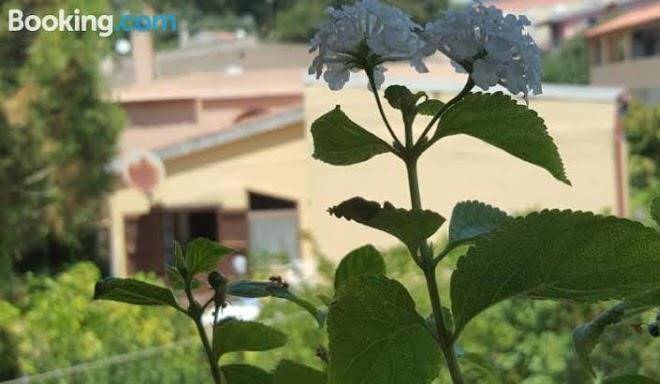 Il girasole