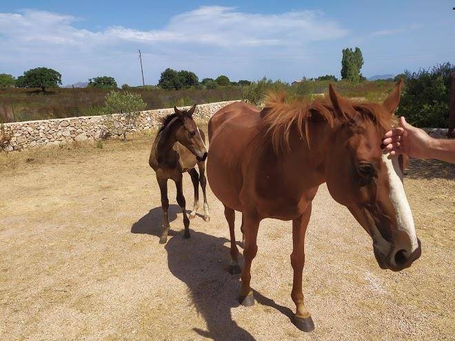 Agriturismo mieleamaro