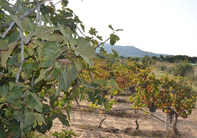 Cantina li seddi