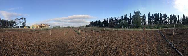 L ' angolo degli ortaggi