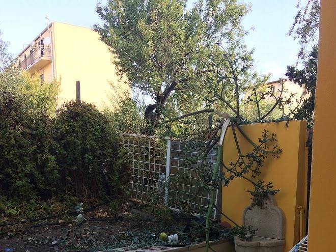 Roba degli ulivi