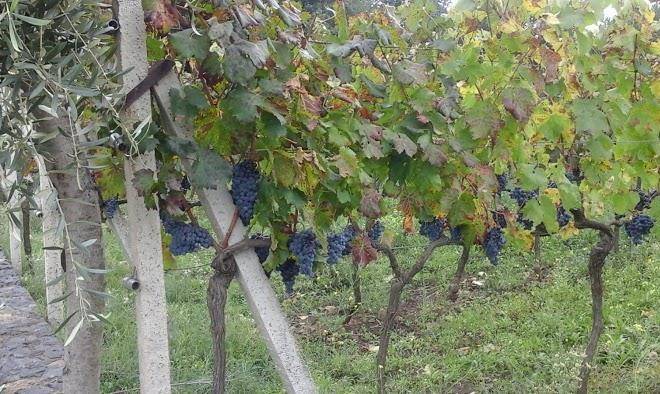 Etna pietra rizzo