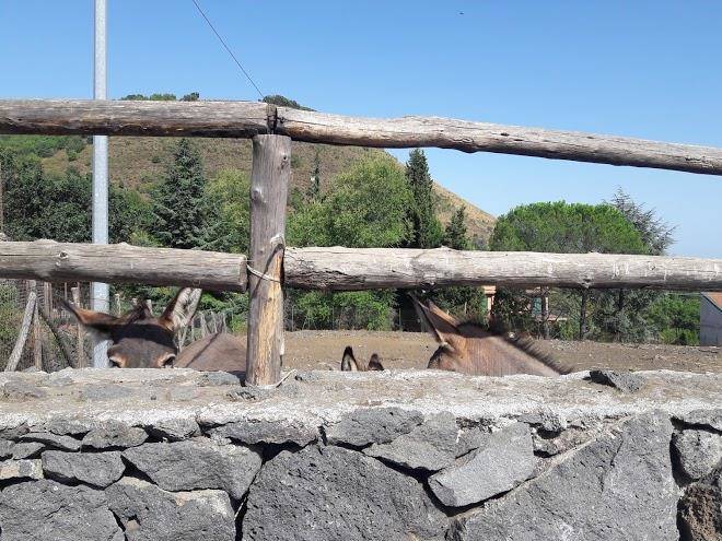 L'orso scuro