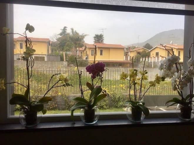 Orchidea dell'etna alloggio turistico a zafferana etnea