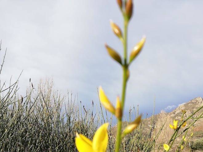 Profumi di ginestre