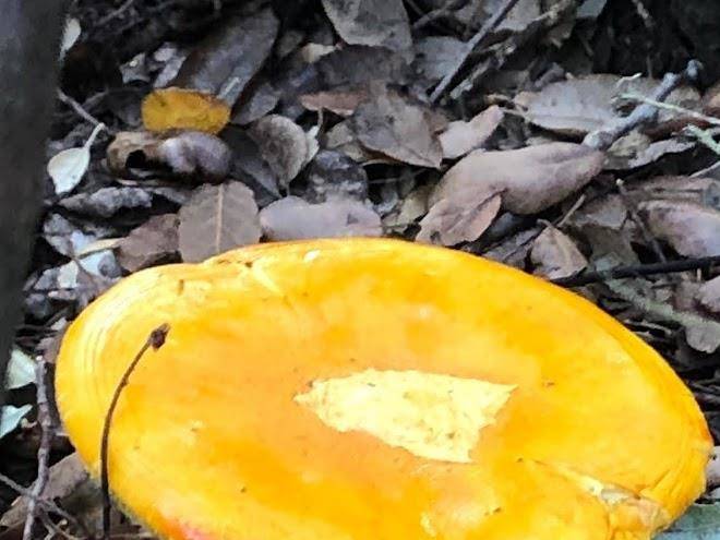 Baita floresta