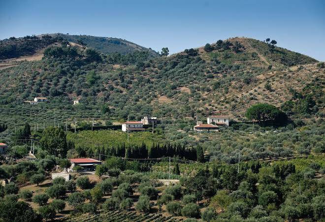 Collina degli ulivi