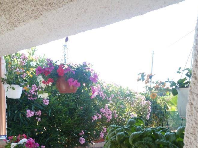 La petunia