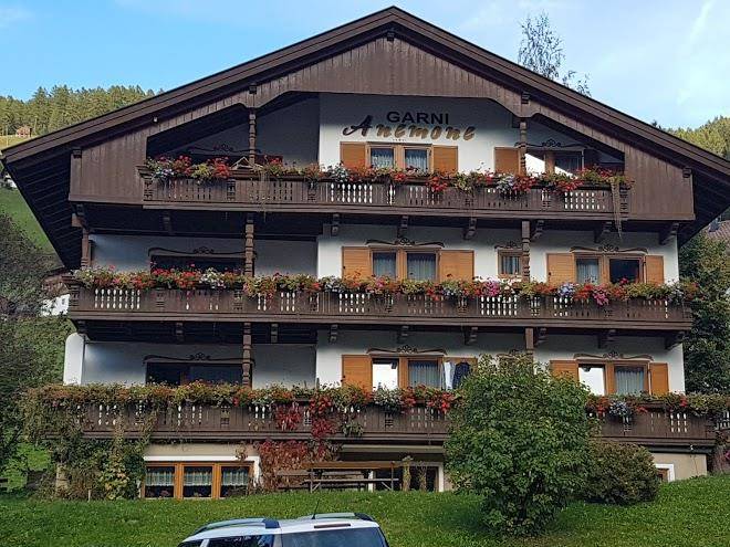 Garni' Anemone Image