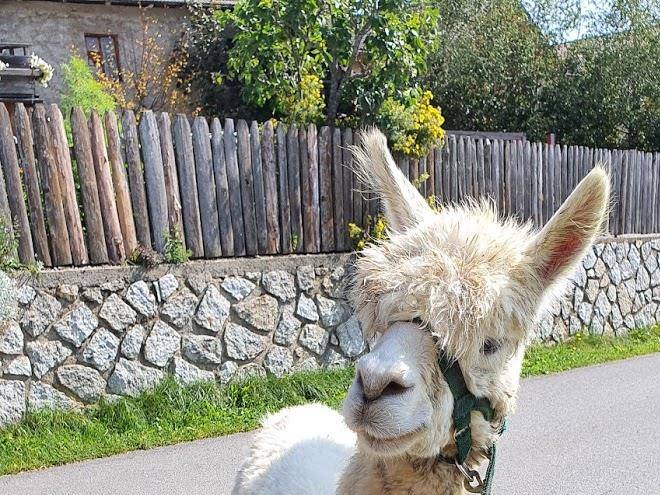 Zimmer Hinterwalderhof Image