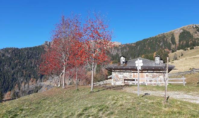 Malga cere