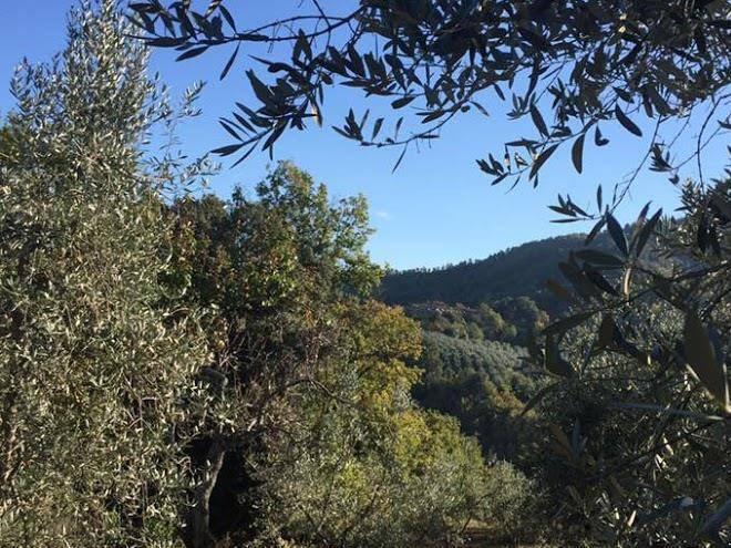 Azienda agricola la fraschetta montevarchi ar