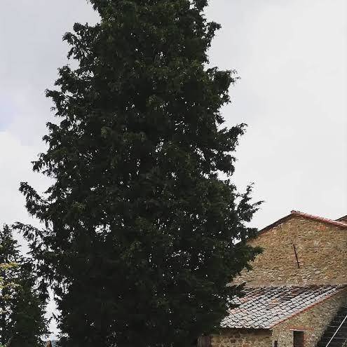 Sinciano