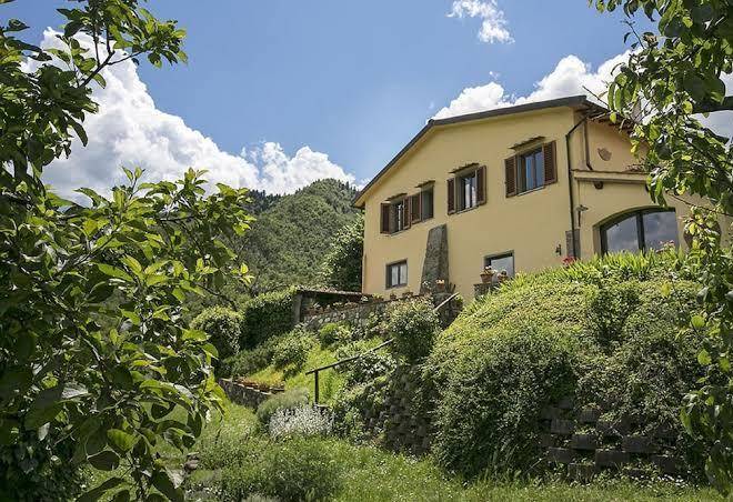 Porcigliano olive grove