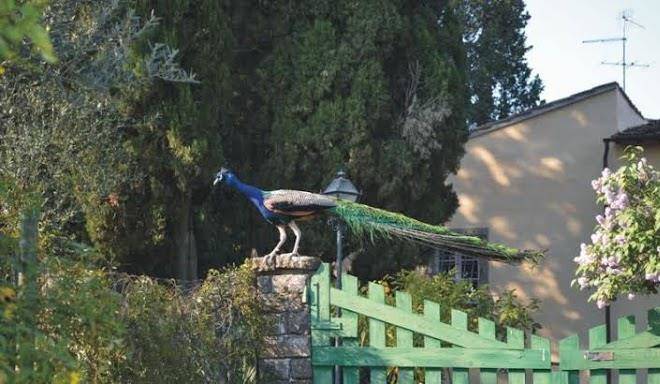 Tenuta poggio ai mandorli