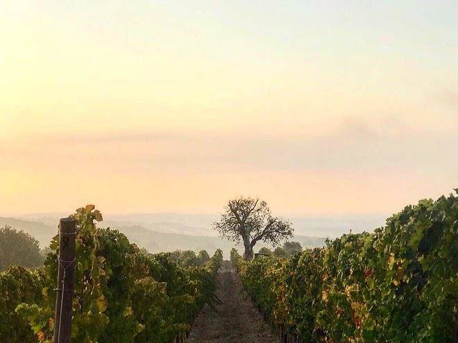 Tenuta il quinto societa' agricola a rl