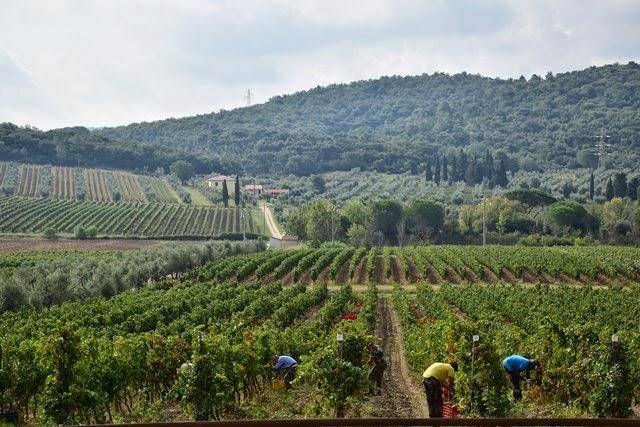 Bulichella azienda vinicola