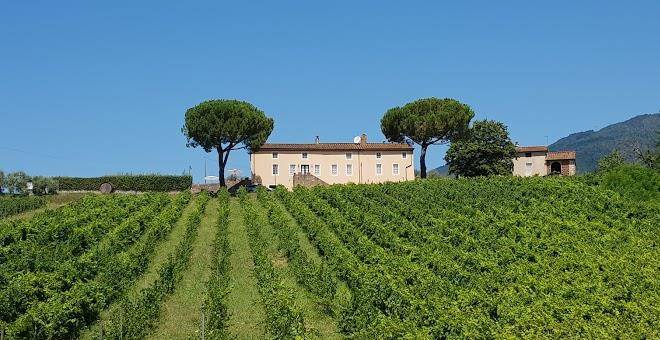 Fattoria camigliano