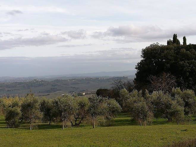 Il leccio