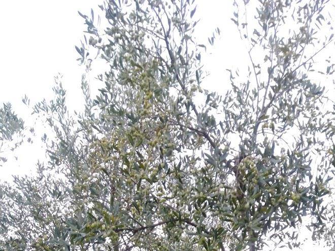 Azienda agricola il castellaccio di bettazzi edoardo