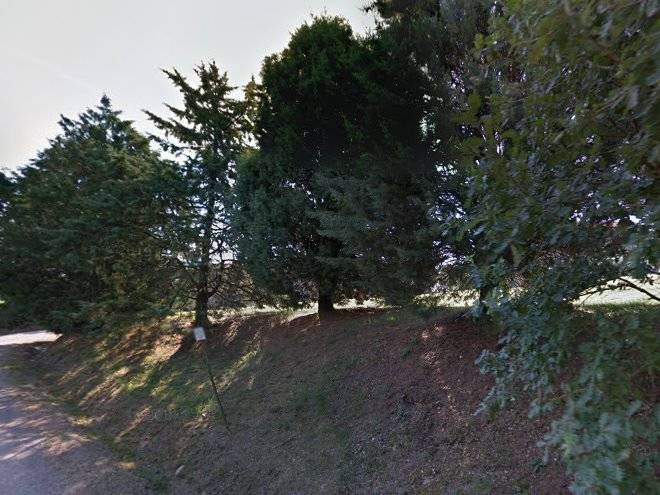 Il pino di spazzavento