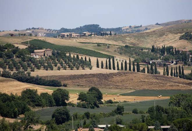 Podere olivello