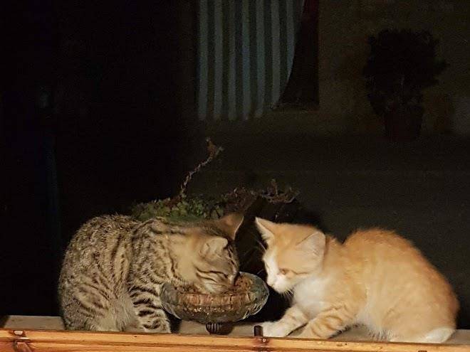 Poggio Alla Fame Image