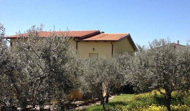Gli ulivi d'argento
