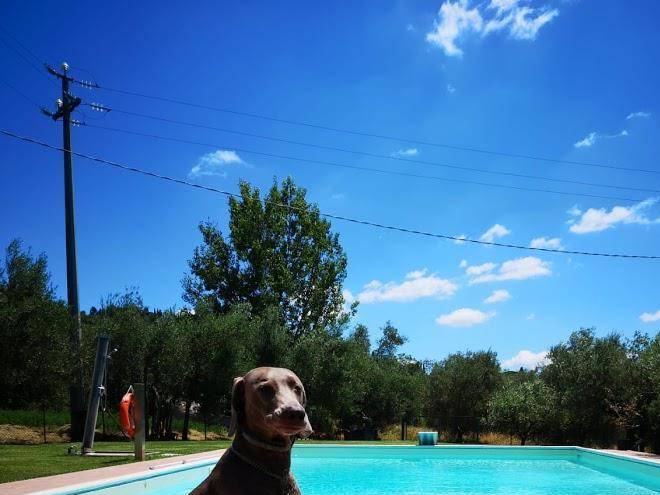 Le coccole del trasimeno