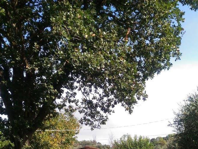 La chioccia