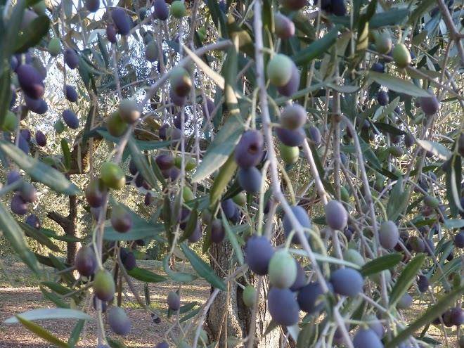 Vista sull'oliveto