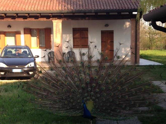 Agriturismo il frutteto
