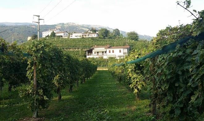 Azienda agricola roccat