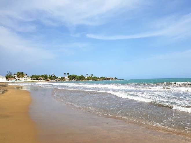 Moringa Ingadi Image