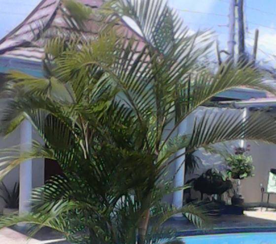 Deleta's Delight By Shirley Image