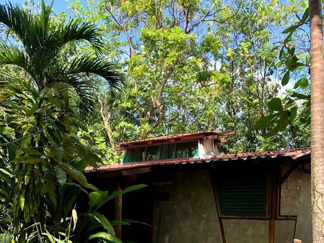 Whistling Bird Image